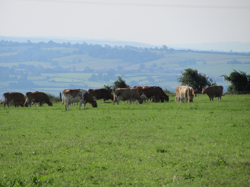 Cattle - The usual residents of the Field