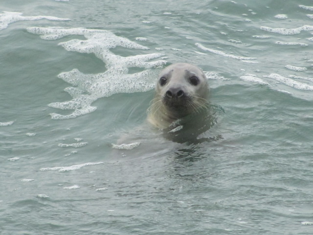 Seals at North End