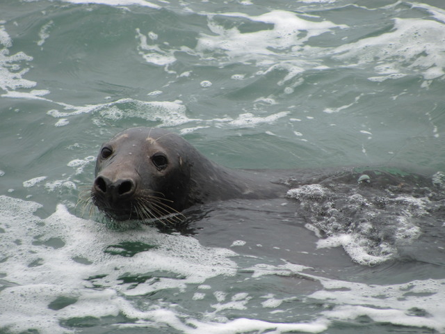 Seals at North End