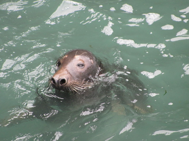 Seals at North End