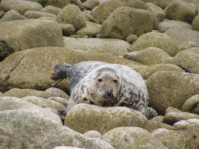 Mummy seal