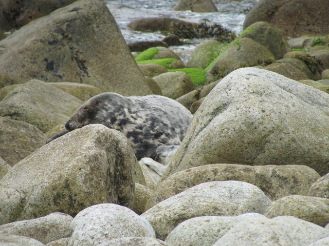 Mummy seal and pup