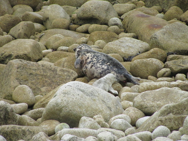 Mummy seal and pup