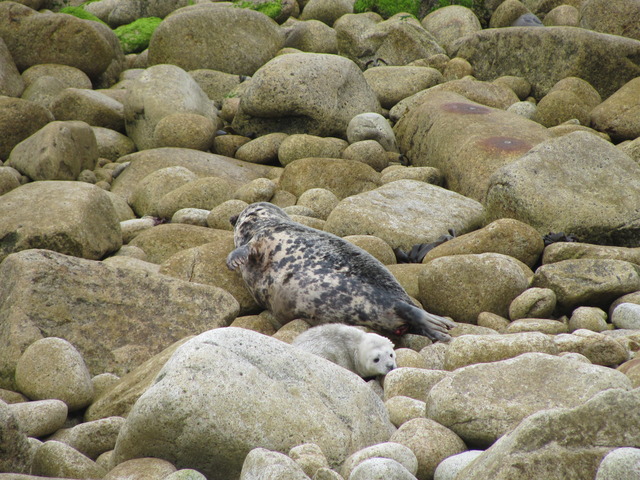 Mummy seal and pup