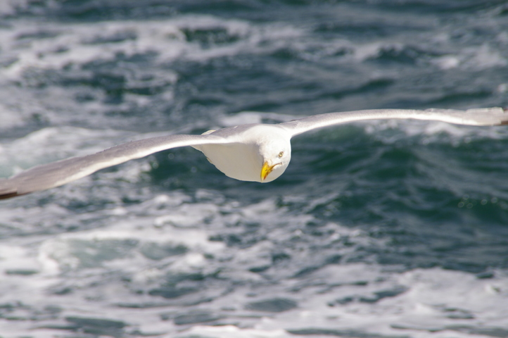 Bird on the Wing