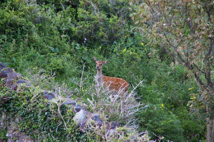 Native Lundy Wildlife