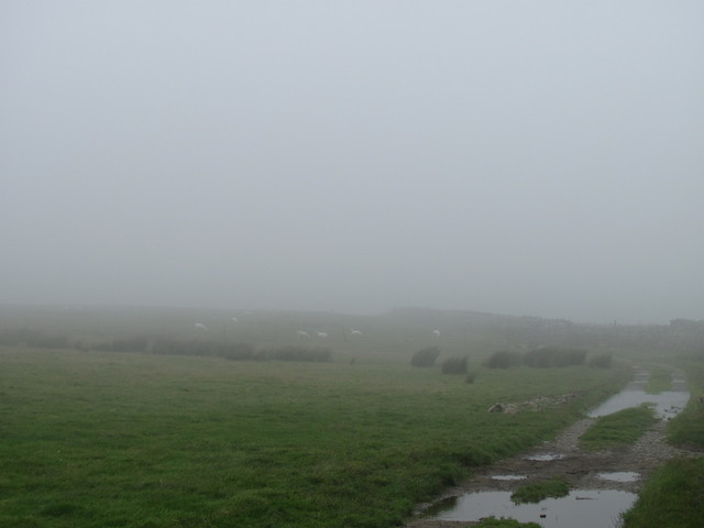 Fog Coloured Sheep