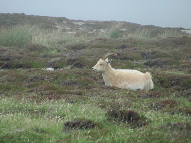 Native Lundy Wildlife