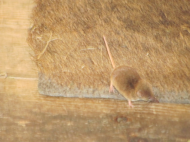 Resident Shrew