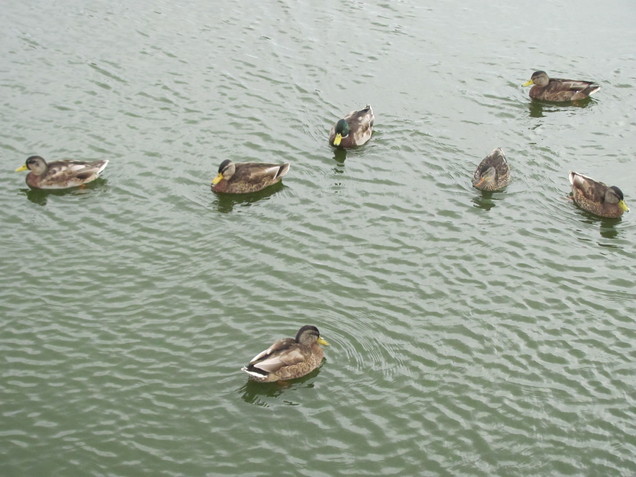 Ducks at Rocket Pole Pond