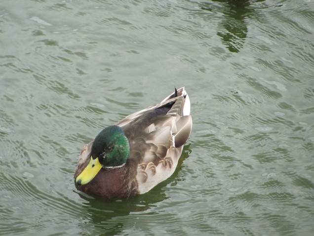 Ducks at Rocket Pole Pond