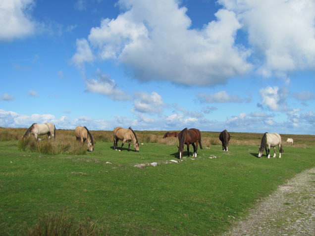 Horses