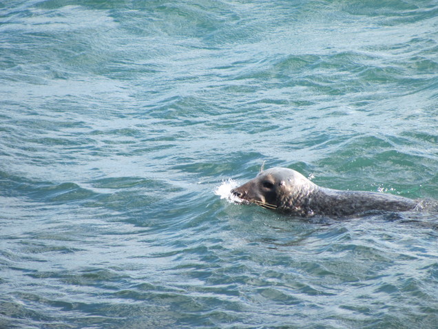 Seals at Brazen Ward