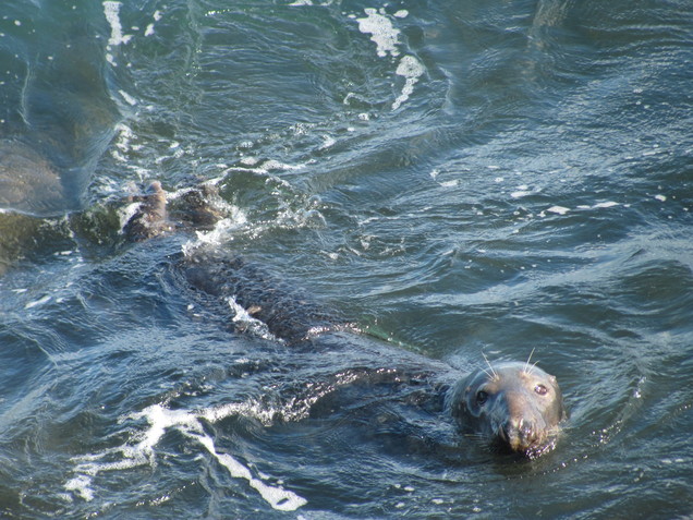 Seals at Brazen Ward