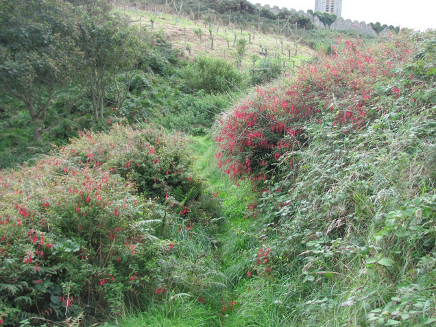 Local Flora