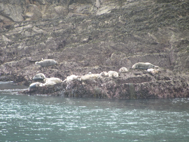 Seal Colony