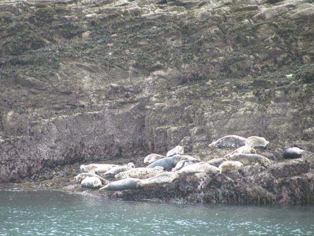 Seal Colony