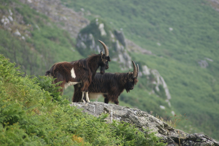 Lundy Resident Wildlife