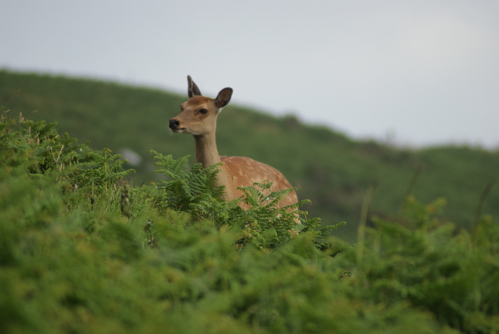 Lundy Resident Wildlife