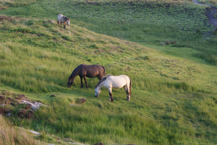 Resident Lundy Wildlife