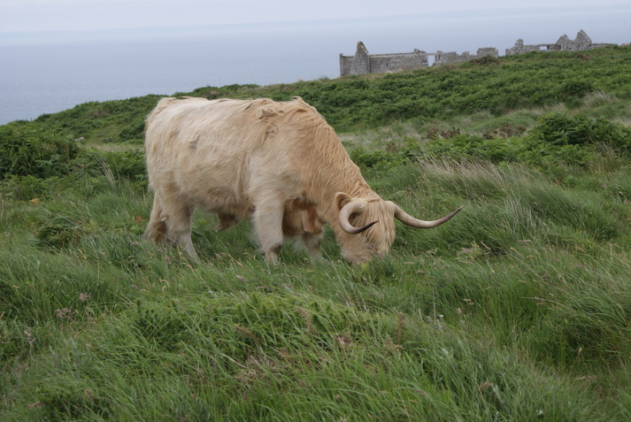 Lundy wildlife by Henryk M0HTB