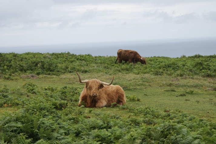 Lundy wildlife by Henryk M0HTB