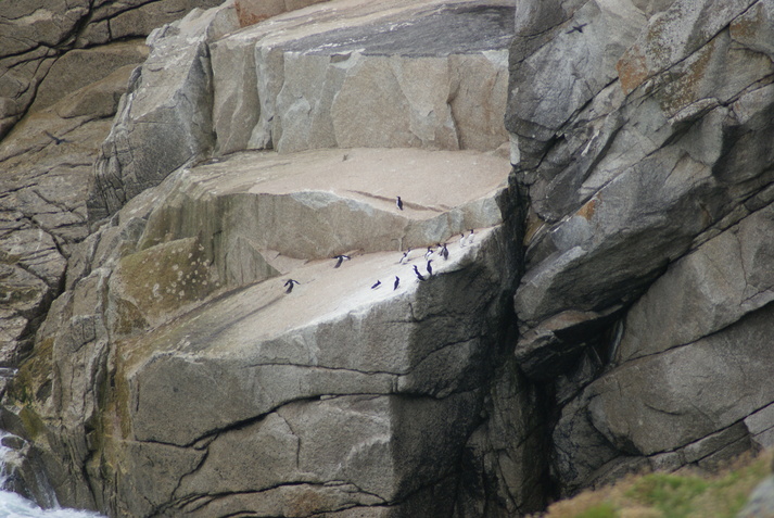 Lundy wildlife by Henryk M0HTB