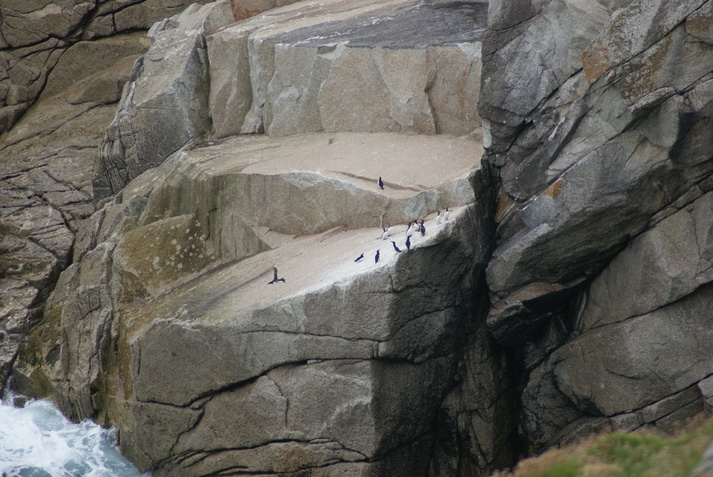 Lundy wildlife by Henryk M0HTB