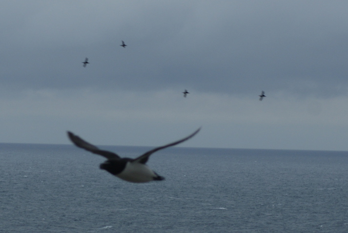 Lundy wildlife by Henryk M0HTB